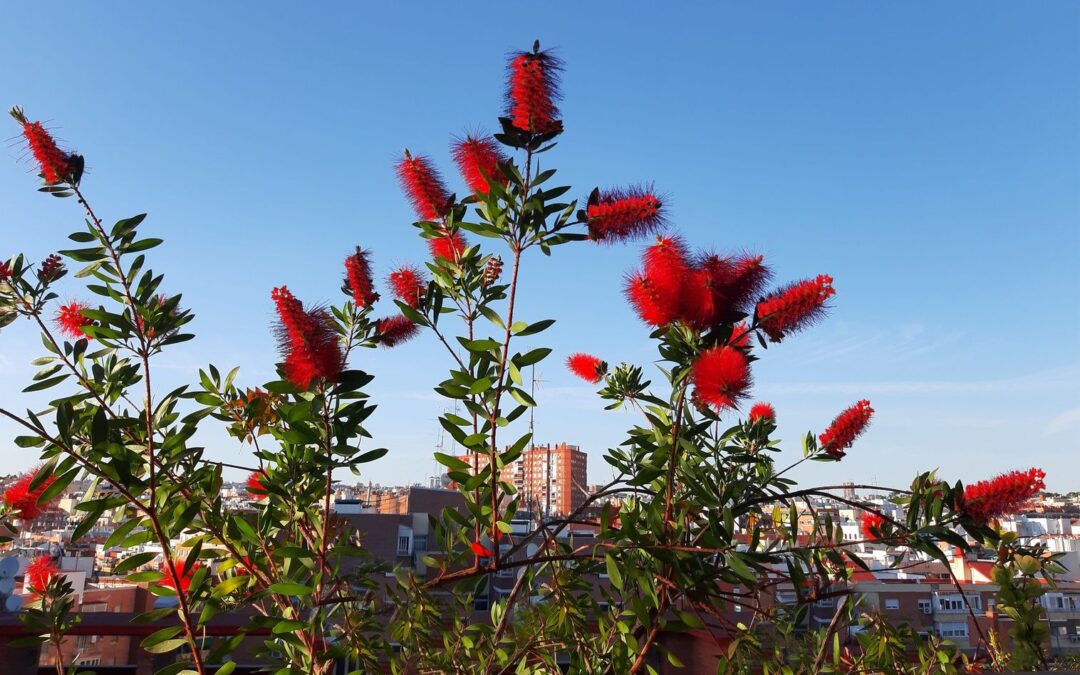 Flores rojas