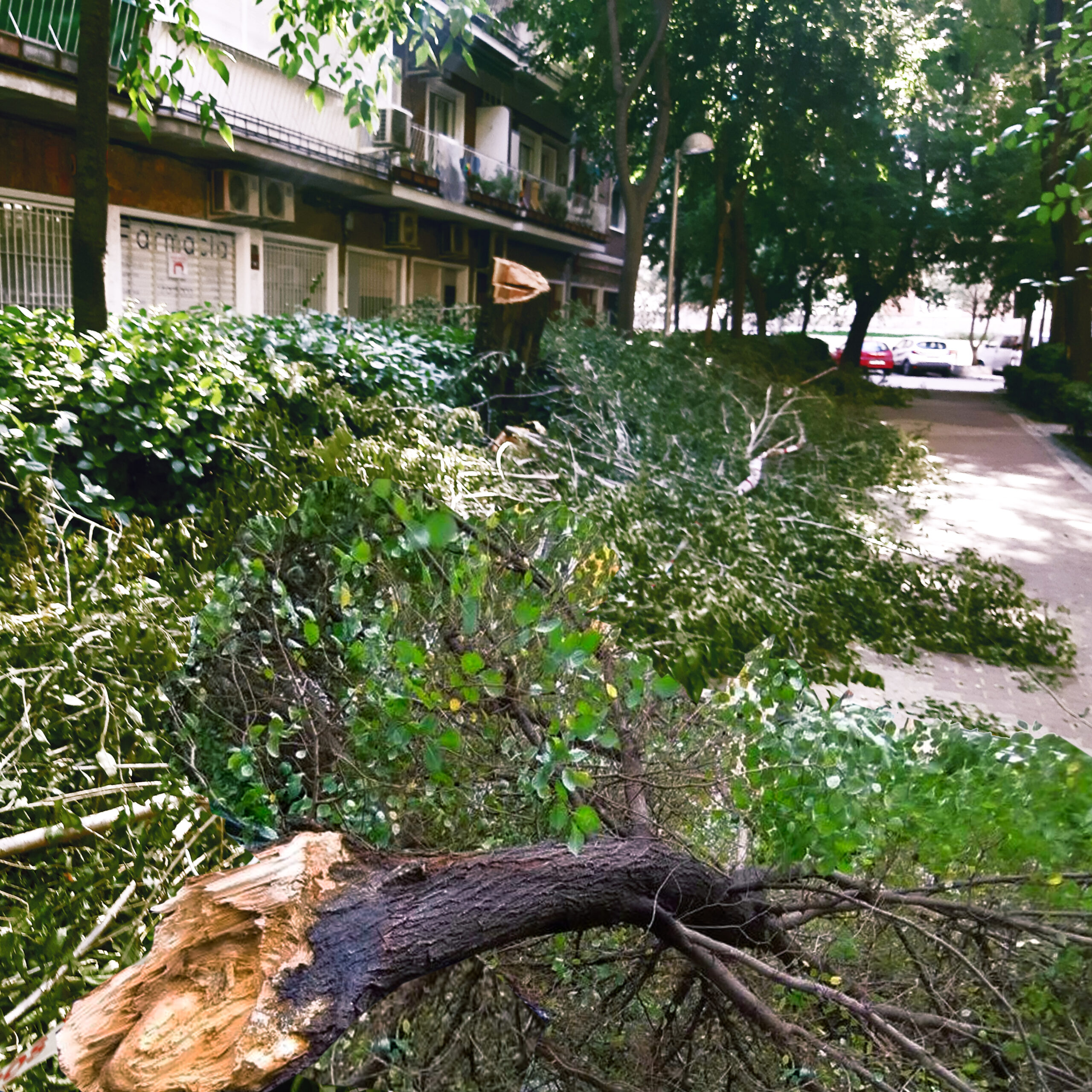 El viento derribó árboles